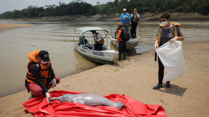 Dozens of Amazon River Dolphins Found Dead in Brazil