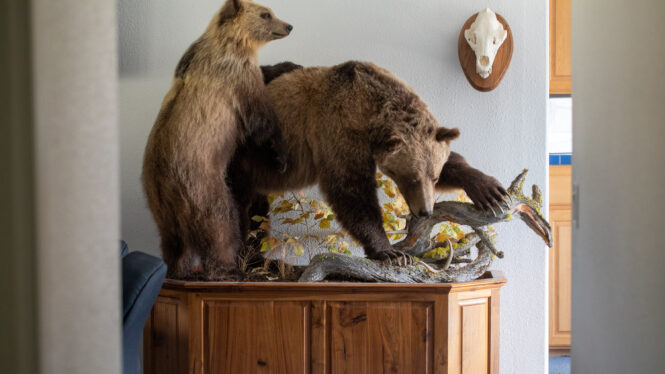 Grizzlies Are Increasing in Numbers. Learning to Live With Them.