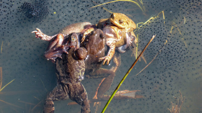 How Female Frogs Fight Off the Mating Ball