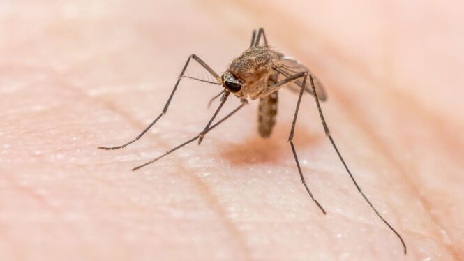 Malaria Comes to Arkansas: State Reports First Locally Acquired Case