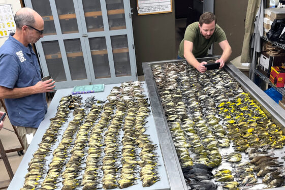 Nearly 1,000 Migrating Birds Die After Striking Chicago Building