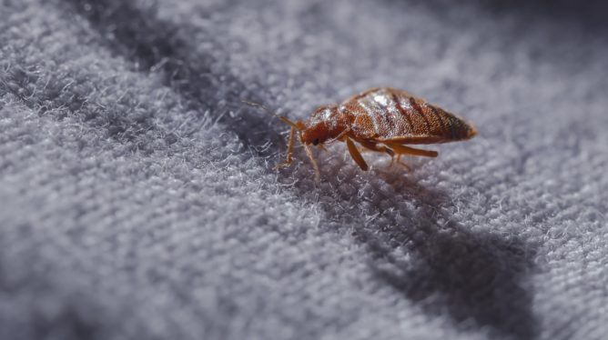 ‘No One Is Safe’: Bed Bugs Invade Paris Ahead of Olympics