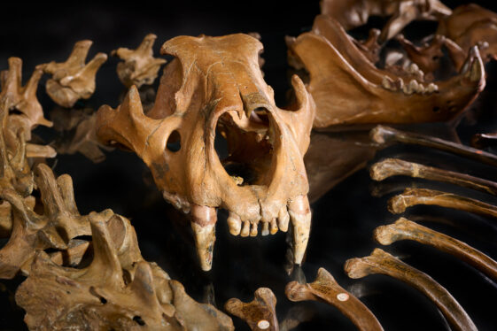 Not Just Hunted: Neanderthals Were Hunters of Cave Lions, Study Finds