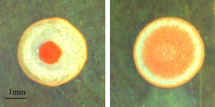 Paint drops form “fried egg” patterns if concentration, temp is just right