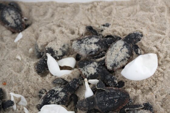 Record Number of Sea Turtles Hatch at NASA Spaceport