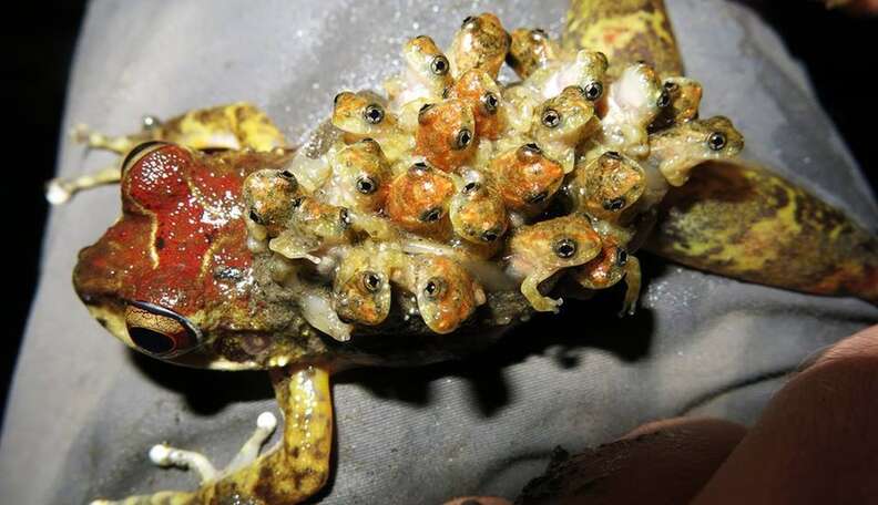 These Amphibian Children Have a Taste for (Mom’s) Skin
