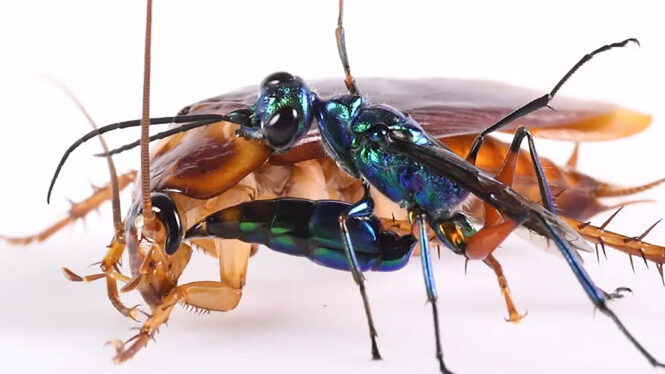 These Tiny, Beautiful Wasps Eat the Hearts Out of Cockroaches
