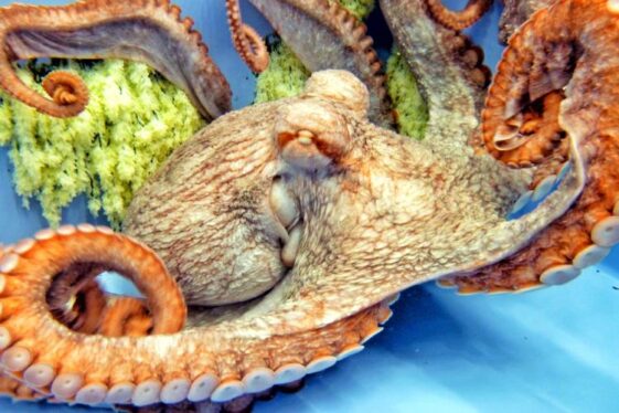 US government considers protecting octopuses used in research