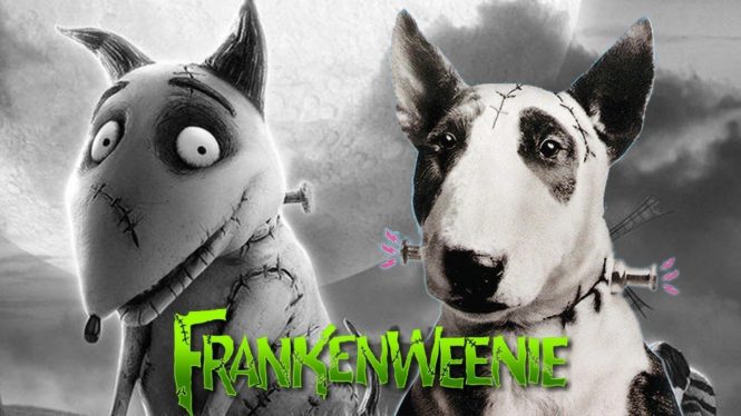What Kind Of Dog Is Sparky In Frankenweenie