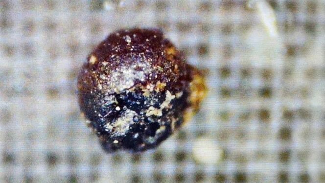 ‘Alien’ spherules dredged from the Pacific are probably just industrial pollution, new studies suggest