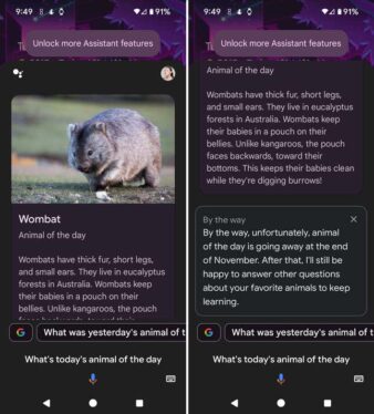 Google Is Sending Its ‘Animal of the Day’ Assistant Feature to a Farm Upstate