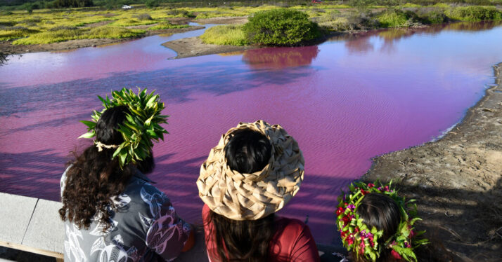 Pond in Hawaii Turned Pink, Raising a Red Flag for the Environment