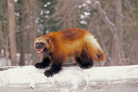 Some U.S. Wolverines to Be Protected by Endangered Species Act