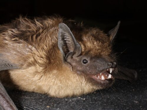 Study: The serotine bat uses its super-large penis as an arm when mating