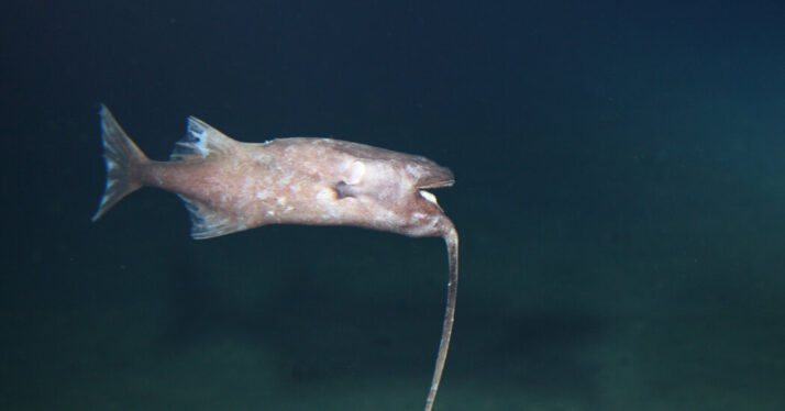 Whipnose Anglerfish Swim Upside Down