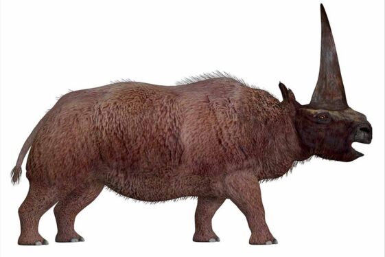 Woolly Rhino DNA Recovered From Fossilized Hyena Poop