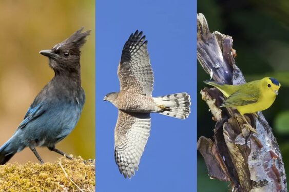 You’ll Have to Learn New Names for These American Birds