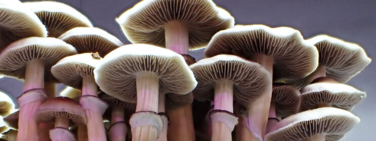 ‘Designer Shrooms’ Could Be Coming as Scientists Unlock Genetics of Magic Mushrooms