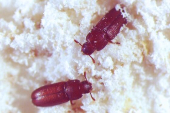Getting to the bottom of how red flour beetles absorb water through their butts