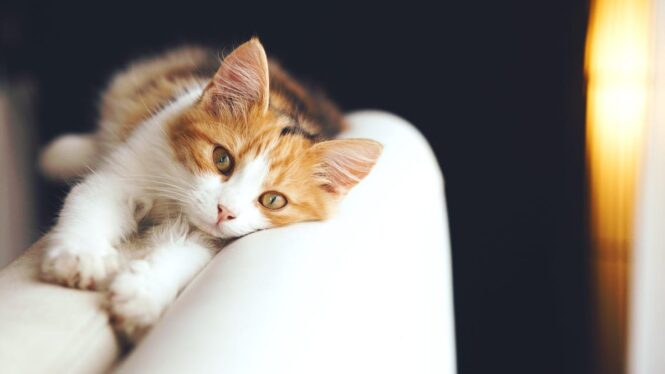 Growing Up With Cats Linked to Higher Schizophrenia Risk