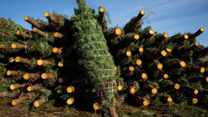 In Real vs. Fake Christmas Tree Debate: Consider the Wildlife