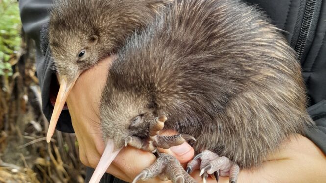 Kiwi Eggs Hatch in the Wild Near New Zealand’s Capital