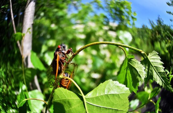 Roar of cicadas was so loud, it was picked up by fiber-optic cables