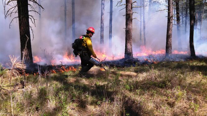 Studying a Planned Fire