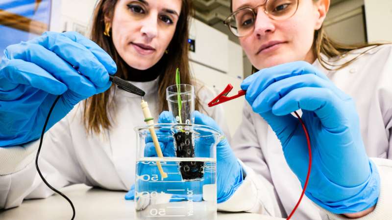 Swedish Researchers develop ‘electronic soil’ that speeds up plant growth