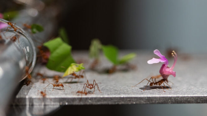 The Year the Leaf-Cutter Ants Took Manhattan