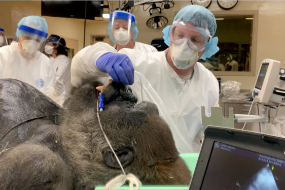 This Gorilla’s Caregivers Face Familiar Questions About Aging