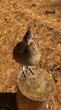 Why Mister Grouse Is the Friendliest Bird in the Forest