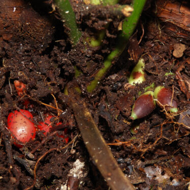 A Plant That Flowers Underground Is New to Science, but Not to Borneo