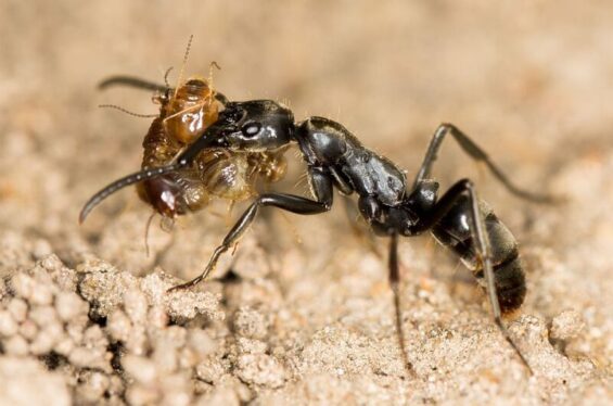 Ants make their own ant-ibiotic for infected wounds