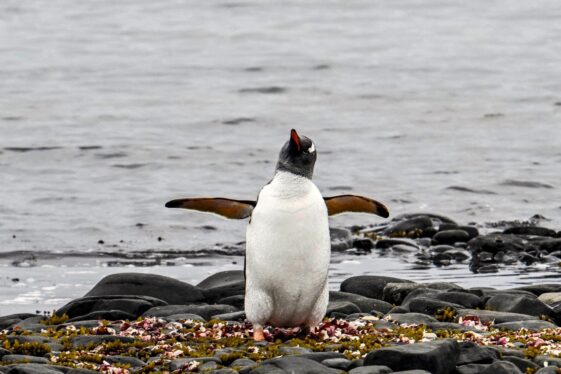 First Bird Flu Deaths Reported In Antarctic Penguins