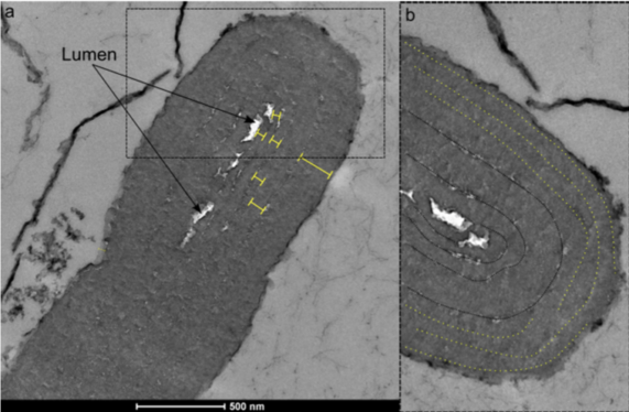 Fossil evidence of photosynthesis gets a billion years older