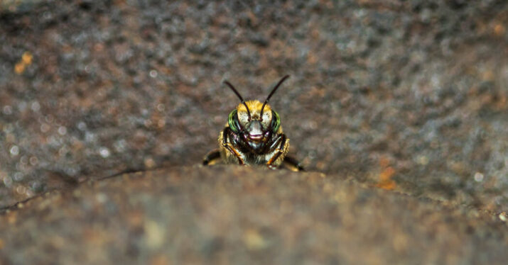 In Peru, a Mission To Save the Stingless Bee