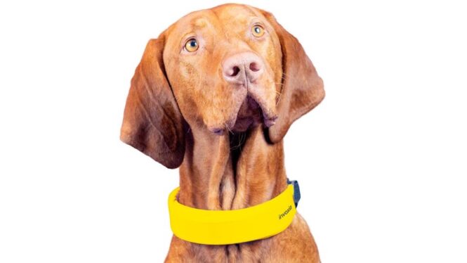 Invoxia has a new smart collar suitable for both cats and dogs