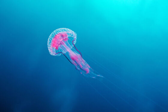 Jellyfish regenerate lost tentacles, and now we know how