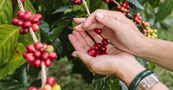 Kona Coffee Lawsuit: How Science Helped Farmers Look for Counterfeit Beans