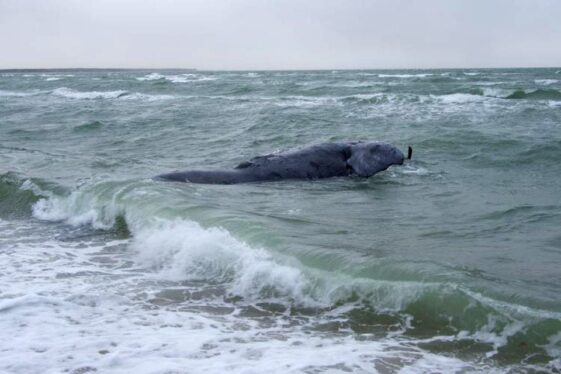 North Atlantic Right Whale Found Dead Near Martha’s Vineyard