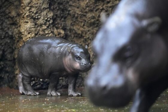 Rare Baby Pygmy Hippo Stars in Zoo Photoshoot