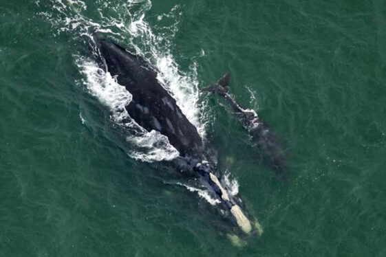 Rare Whale Off South Carolina Coast Is Expected to Die From Injuries