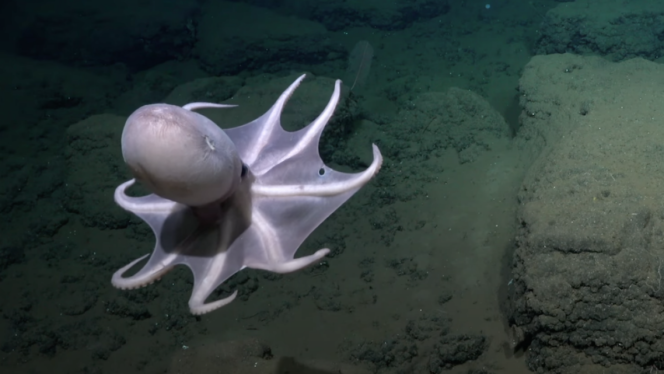 See a Newly Discovered Deep-Sea Octopus and Its Adorable Alien Children