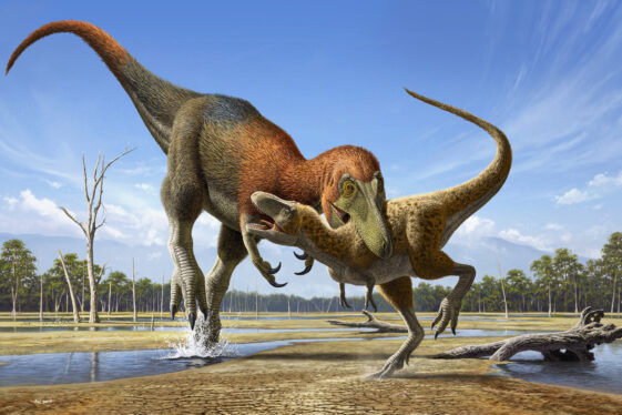 Study Aims to Bring Nanotyrannus, a Tinier Tyrannosaur, Back From Oblivion