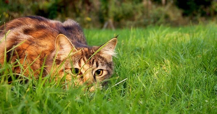 The Flappie AI cat door stops your pet from gifting you dead mice