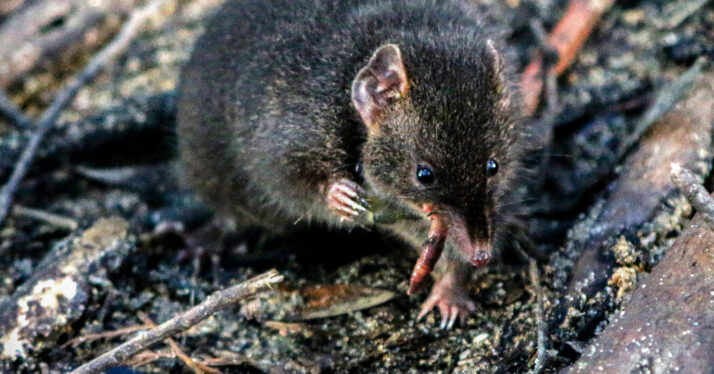 The Sex-Obsessed Marsupials That Will Sleep When They’re Dead