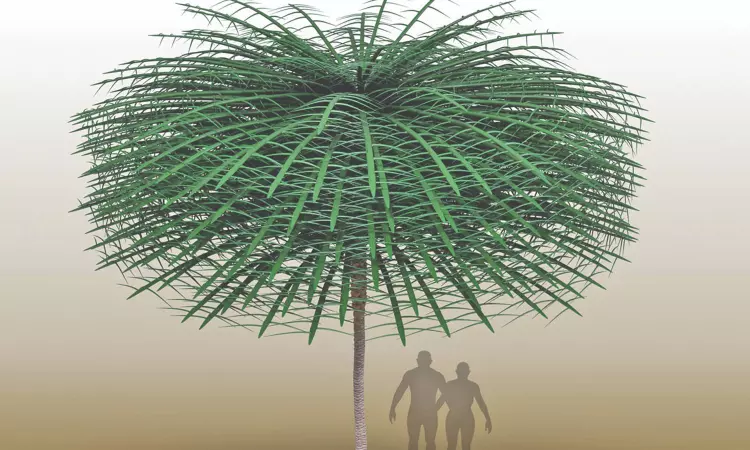 A Fossilized Tree That Dr. Seuss Might Have Dreamed Up