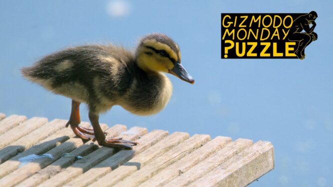Gizmodo Monday Puzzle: Can You Save the Ugly Duckling from Certain Death?