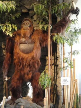 How the Largest Primate Ever Went Extinct